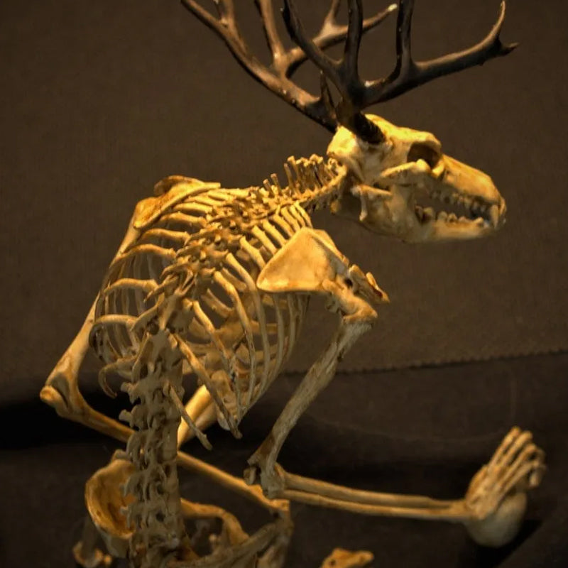 SkellKnoch™ | Skelettets kuriositetskabinet