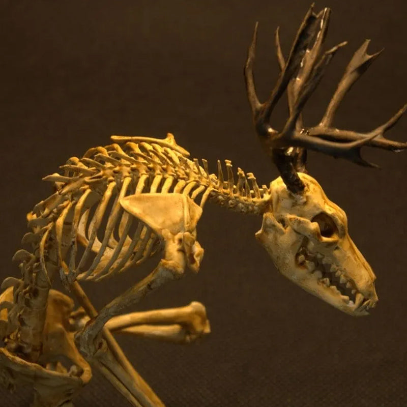 SkellKnoch™ | Skelettets kuriositetskabinet
