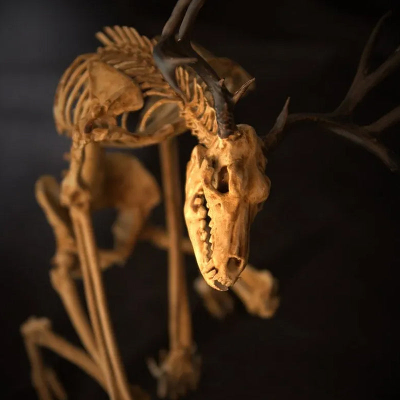 SkellKnoch™ | Skelettets kuriositetskabinet