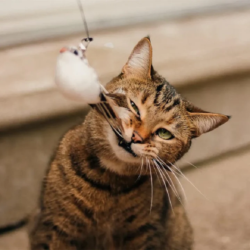 PawTease™ | Killingelegetøj, der driller på væggen